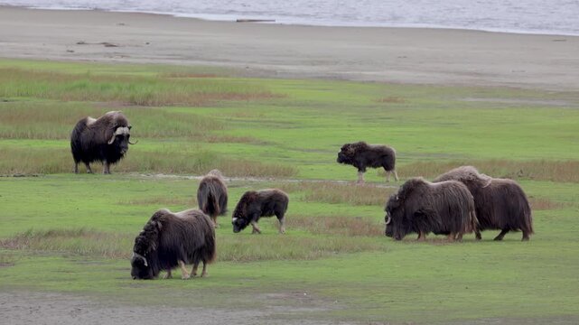 A large herd of musk oxen with cubs in the tundra. Republic of Sakha (Yakutia), Russia.