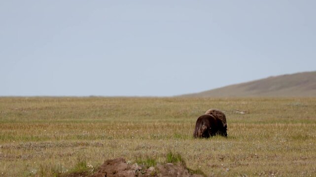 Male muskox in tundra. Republic of Sakha, Yakutia, Russia