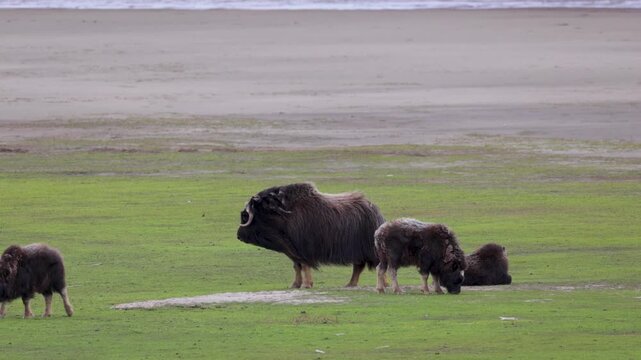 A large herd of musk oxen with cubs in the tundra. Republic of Sakha (Yakutia), Russia.