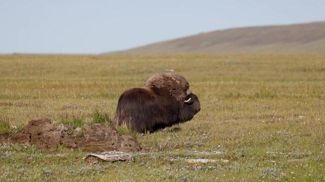 Male muskox in tundra. Republic of Sakha, Yakutia, Russia