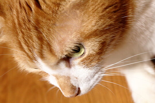 Extreme close-up of a ginger cat head looking down from a high angle