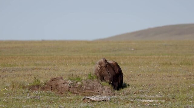 Male muskox in tundra. Republic of Sakha, Yakutia, Russia