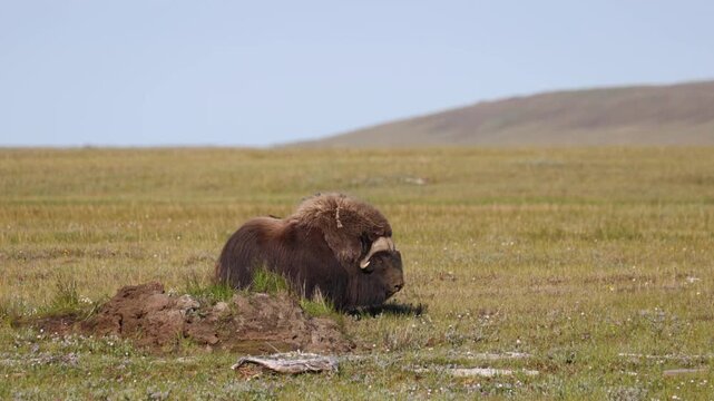 Male muskox in tundra. Republic of Sakha, Yakutia, Russia
