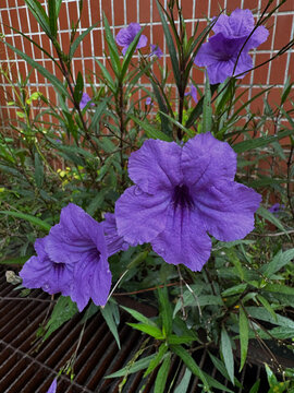 Beautiful purple Mexican petunia flowers (Ruellia simplex) blooming in the garden