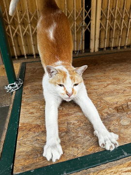 Cute ginger and white cat stretching its body and showing claws on wooden board