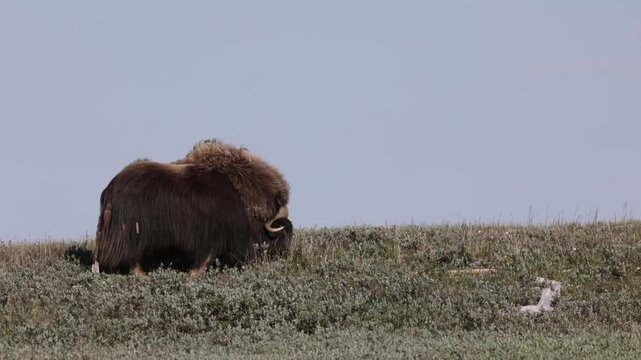 Male muskox in tundra. Republic of Sakha, Yakutia, Russia