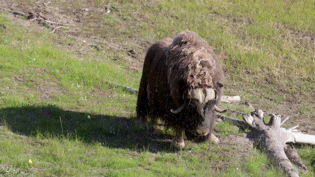 Male muskox in tundra. Republic of Sakha, Yakutia, Russia