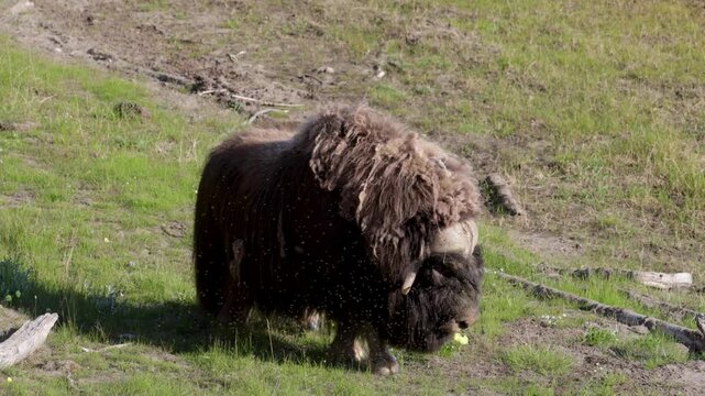 Male muskox in tundra. Republic of Sakha, Yakutia, Russia