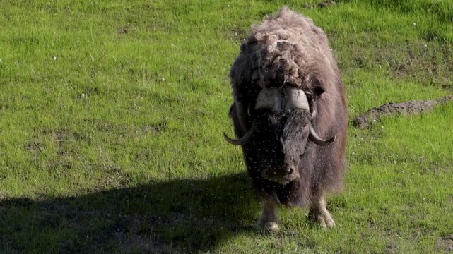 Male muskox in tundra. Republic of Sakha, Yakutia, Russia