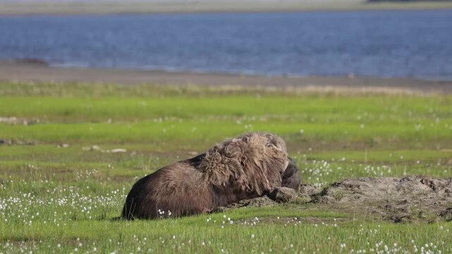 Male muskox in tundra. Republic of Sakha, Yakutia, Russia