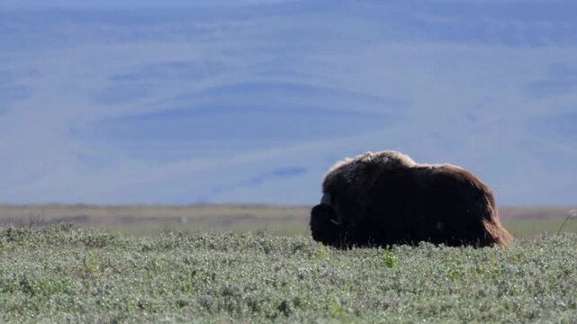 Male muskox in tundra. Republic of Sakha, Yakutia, Russia