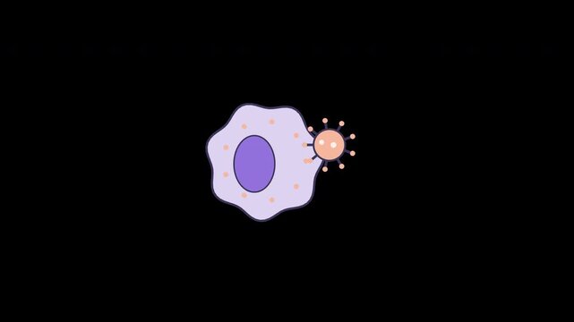 Immunology vector animation of a cell destroying a virus pathogen, conceptualized with DNA genetic molecular science structures on black background