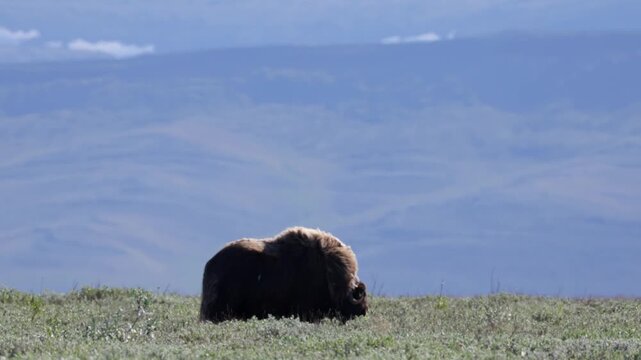 Male muskox in tundra. Republic of Sakha, Yakutia, Russia