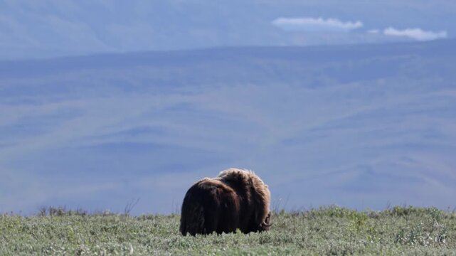 Male muskox in tundra. Republic of Sakha, Yakutia, Russia