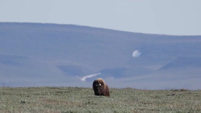 Male muskox in tundra. Republic of Sakha, Yakutia, Russia
