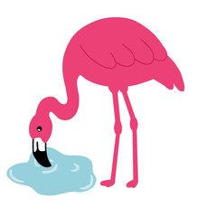 Obraz premium pink flamingo bird