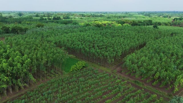 A widening drone view reveals blocks of eucalyptus trees, cultivated rows and a paved road across a green rural landscape.