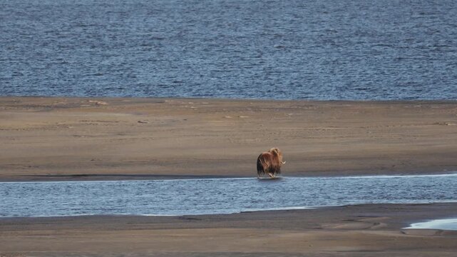 Male muskox in tundra. Republic of Sakha, Yakutia, Russia
