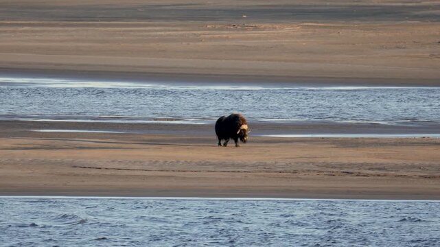 Male muskox in tundra. Republic of Sakha, Yakutia, Russia