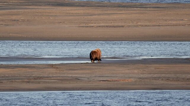 Male muskox in tundra. Republic of Sakha, Yakutia, Russia
