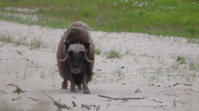 Male muskox in tundra. Republic of Sakha, Yakutia, Russia