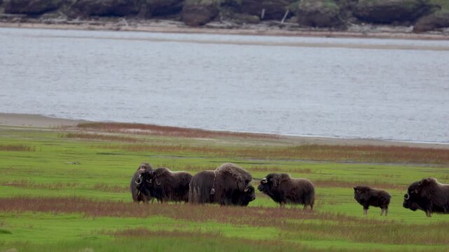 A large herd of musk oxen with cubs in the tundra. Republic of Sakha (Yakutia), Russia.