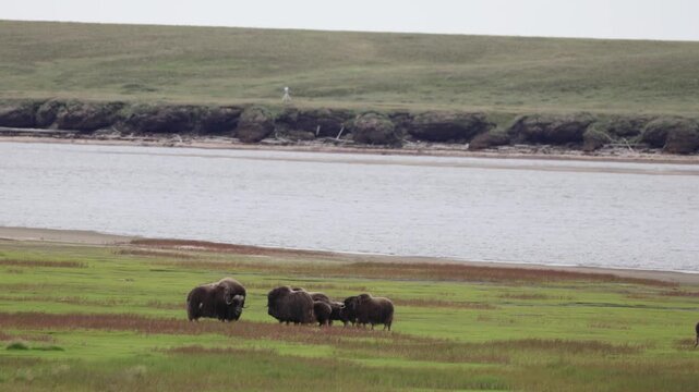 A large herd of musk oxen with cubs in the tundra. Republic of Sakha (Yakutia), Russia.