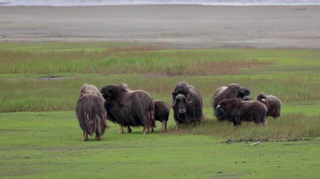 A large herd of musk oxen with cubs in the tundra. Republic of Sakha (Yakutia), Russia.