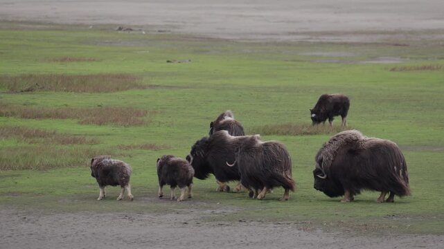 A large herd of musk oxen with cubs in the tundra. Republic of Sakha (Yakutia), Russia.