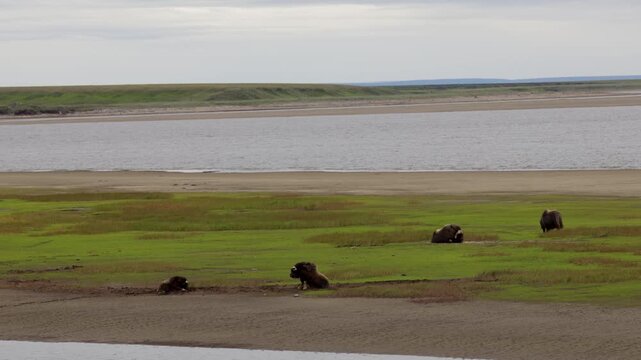 A large herd of musk oxen with cubs in the tundra. Republic of Sakha (Yakutia), Russia.