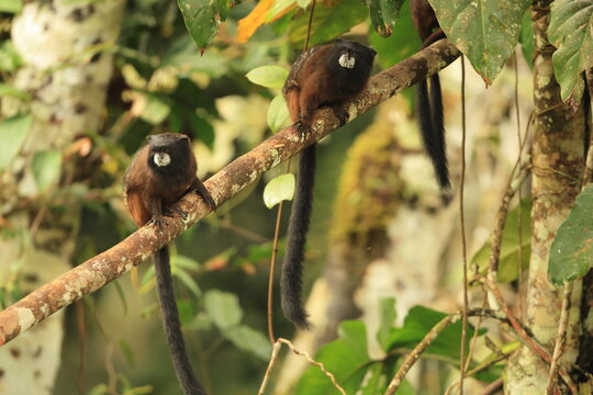 The Andean saddle-back tamarin (Leontocebus leucogenys) is a species of saddle-back tamarin, a type of small monkey from South America. This photo was taken in North Peru.