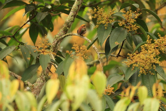 The fiery-capped manakin (Machaeropterus pyrocephalus) is a species of bird in the family Pipridae. This photo was taken in North Peru.