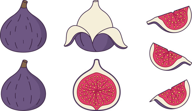 Fig fruit vector icon set featuring whole purple common figs partially peeled varieties cut halves and fresh wedges isolated on white background