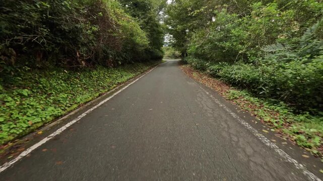 Wet leaf strewn forest lane on a cloudy mountain descent