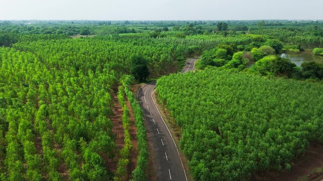 A drone glides above a winding paved road between orderly eucalyptus rows, with green farmland stretching into the distance.