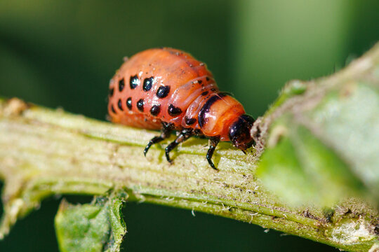 Red beetle with black spots on a green plant stem