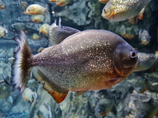 Close Up of Piranha Fish Swimming in a Freshwater Aquarium © aldo