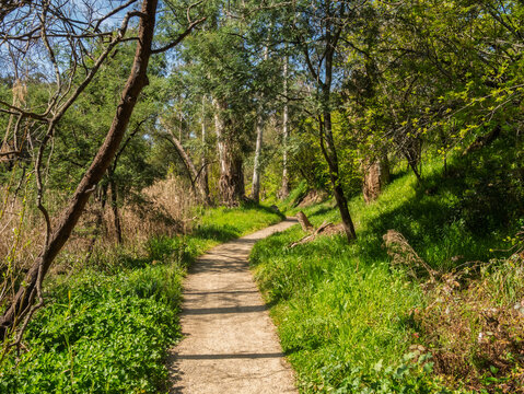 Spring Walk Through Green Bush