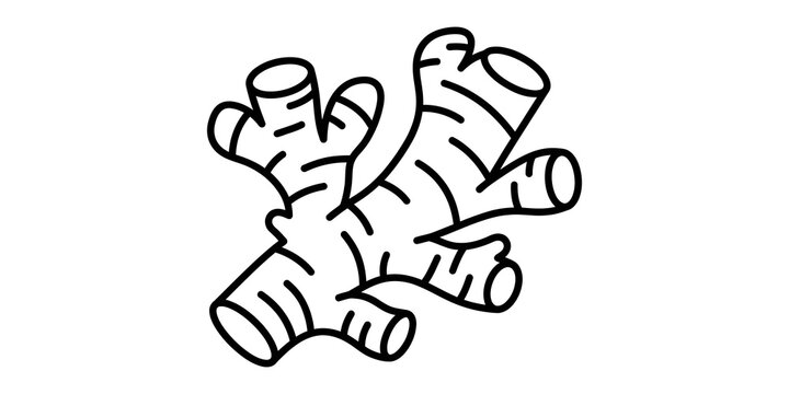 Line illustration of fresh ginger root with segments and nodes for culinary use.