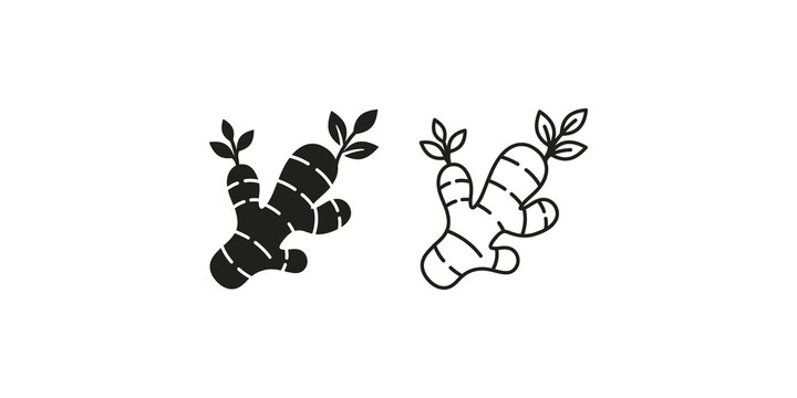Ginger root plant icons in solid and linear style for culinary and organic health lifestyle.