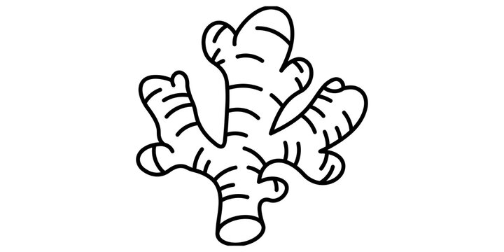 Fresh ginger root vegetable outline illustration for culinary food graphic design.
