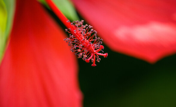 Red okra stamen material: red stamens and pistils, close-up macro