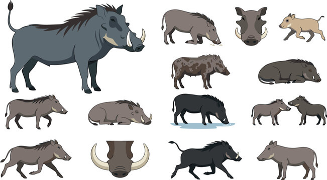 Wild boar and common warthog vector illustration set featuring cartoon wildlife characters running, sleeping, drinking, and tusks isolated on white background