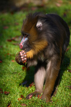 Mandrill / Mandrill / Mandrillus sphinx