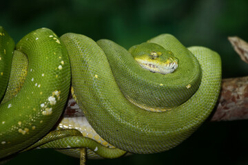 Obraz premium Grüner Baumpython / Green tree python / Morelia viridis