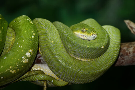 Gr&uuml;ner Baumpython / Green tree python / Morelia viridis