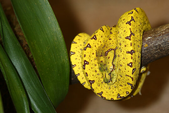 Gr&uuml;ner Baumpython / Green tree python / Morelia viridis