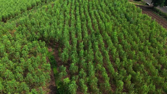 An oblique aerial view tilts downward into an overhead view, revealing parallel eucalyptus rows and reddish soil between the trees.