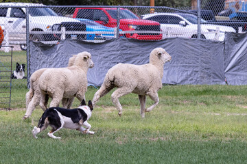 Working Sheep Dog © Erin