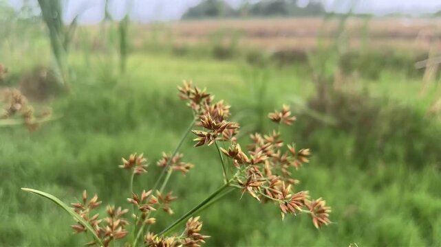 footage nature plant flowers landscape